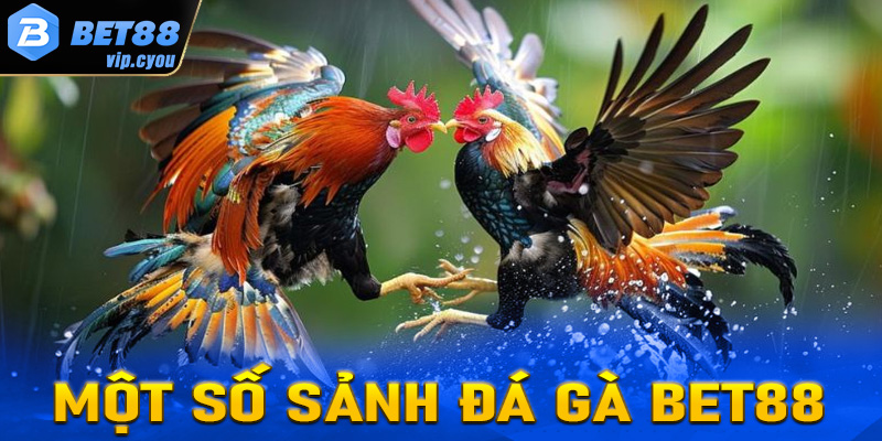 Điểm danh các sảnh cá cược đá gà Bet88 nổi bật nhất hiện nay