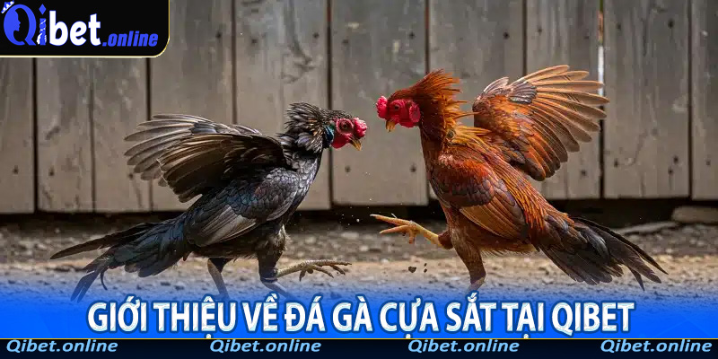 Giới thiệu về Đá Gà Cựa Sắt tại QiBet