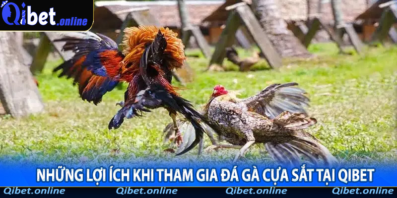 Những lợi ích khi tham gia Đá Gà Cựa Sắt tại QiBet